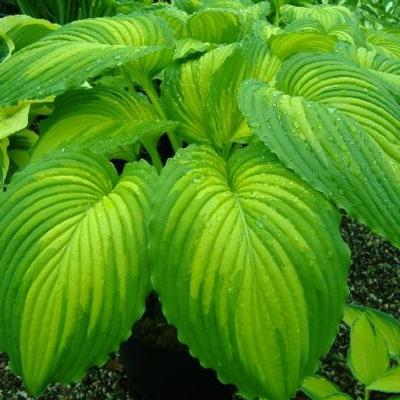 Hosta 'Warpaint'